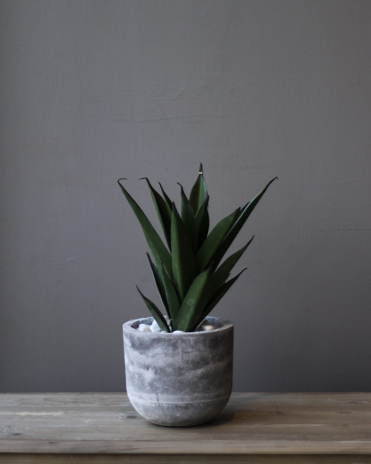 Grey Cement Pot Aloe Vera Plants Flowers Shop Now Willow